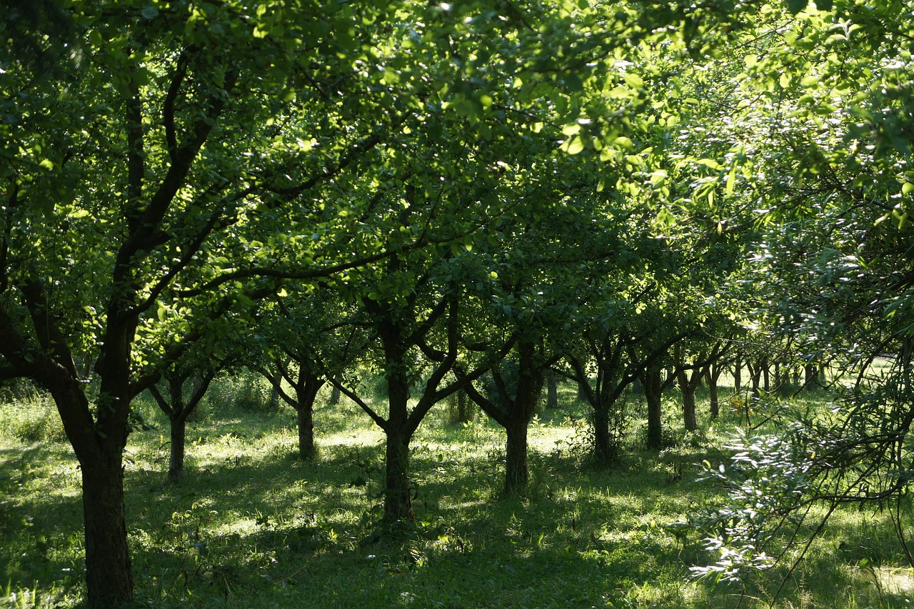 How to Create Your Own Backyard Orchard